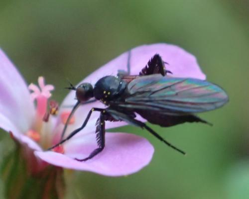 Empis pennipes